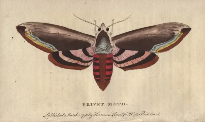 Framed Print : Privet hawk moth, Sphinx ligustri Framed Print : Privet hawk moth, Sphinx ligustri