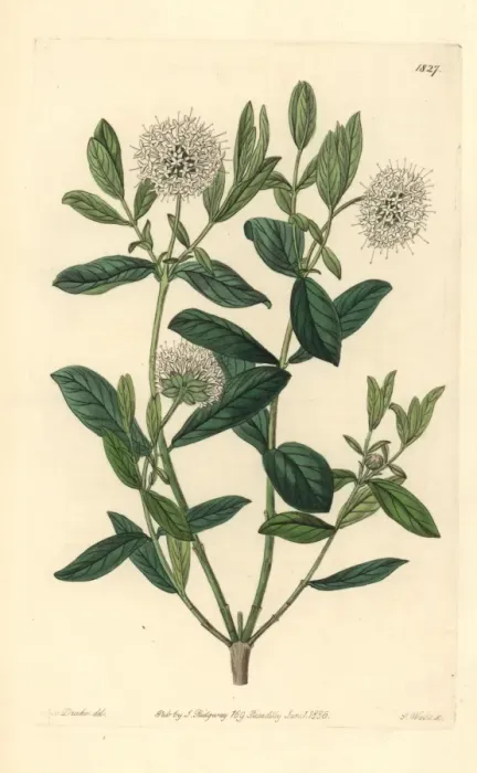 Framed Print : Privet-leaved pimelea or tall rice flower Framed Print : Privet-leaved pimelea or tall rice flower