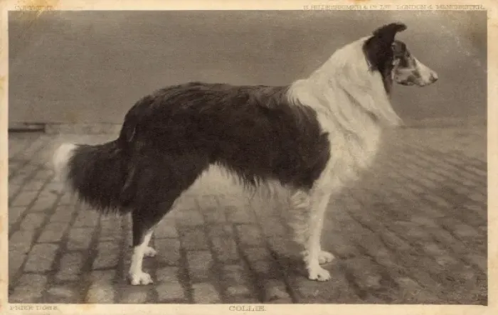 Framed Print : Prize Collie Dog Framed Print : Prize Collie Dog