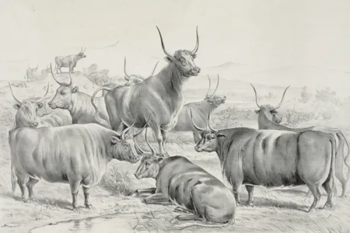 Framed Print : A prize herd Framed Print : A prize herd