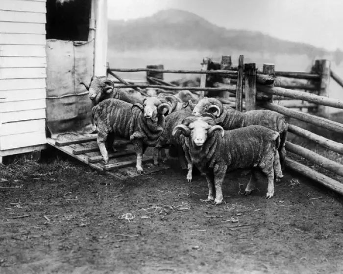 Framed Print : Prize rams, Burrawang Station, Australia Framed Print : Prize rams, Burrawang Station, Australia