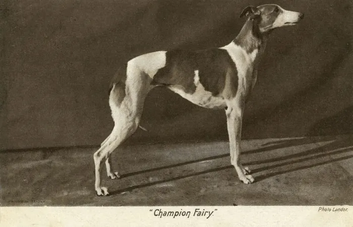 Framed Print : Prizewinning greyhound, Champion Fairy Framed Print : Prizewinning greyhound, Champion Fairy