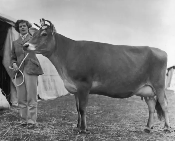 Framed Print : Prizewinning Heifer 1950 Framed Print : Prizewinning Heifer 1950