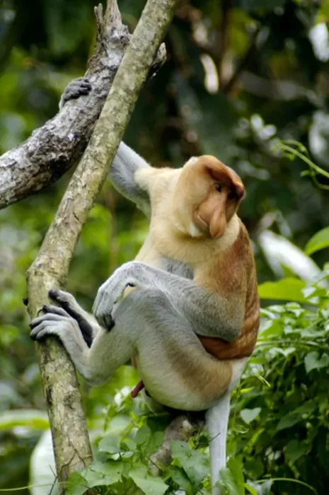 Framed Print : Proboscis monkey - adult male waking up, waiting Framed Print : Proboscis monkey - adult male waking up, waiting