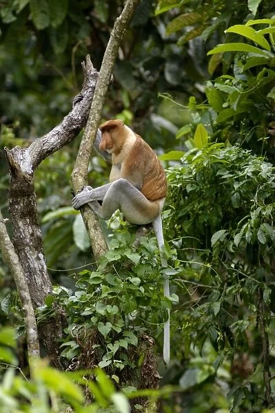 Proboscis monkey - adult male waking up, waiting