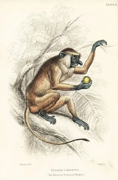 Proboscis monkey, Nasalis larvatus. Endangered