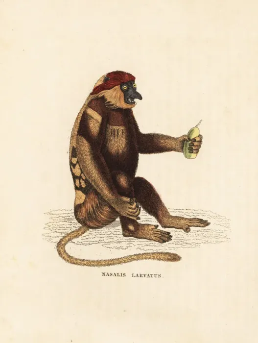 Framed Print : Proboscis monkey, Nasalis larvatus. Endangered