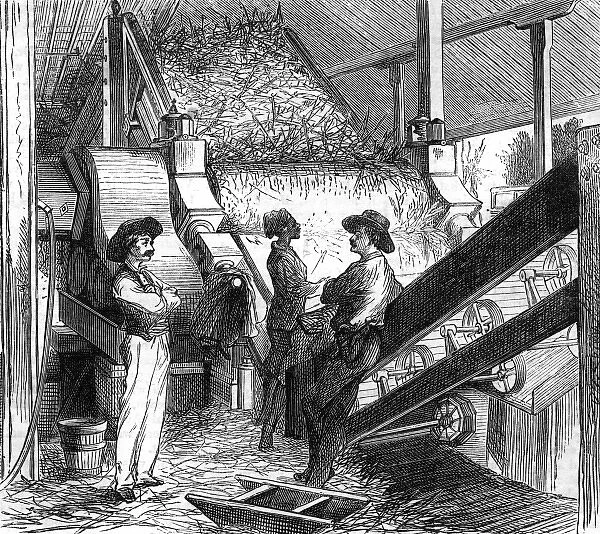 Processing sugar cane, 1877