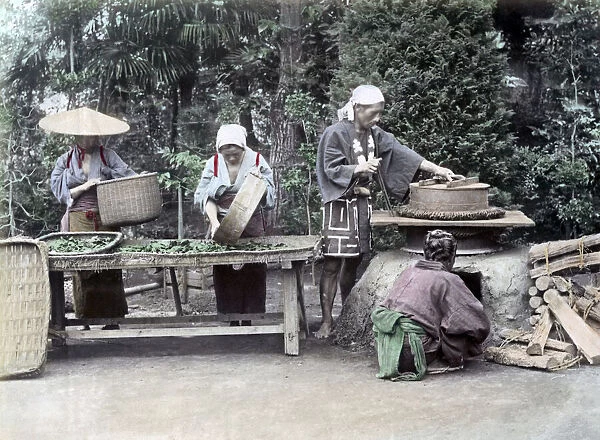 Processing Tea Japan circa 1880s. Date: circa 1880s