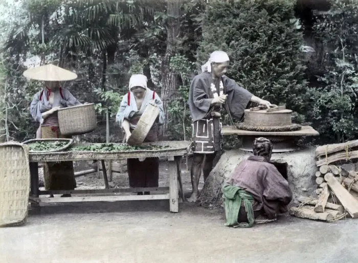 Framed Print : Processing Tea Japan circa 1880s. Date: circa 1880s Framed Print : Processing Tea Japan circa 1880s. Date: circa 1880s