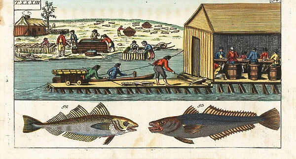 Processing whiting and hake in a shed, America, 18th century