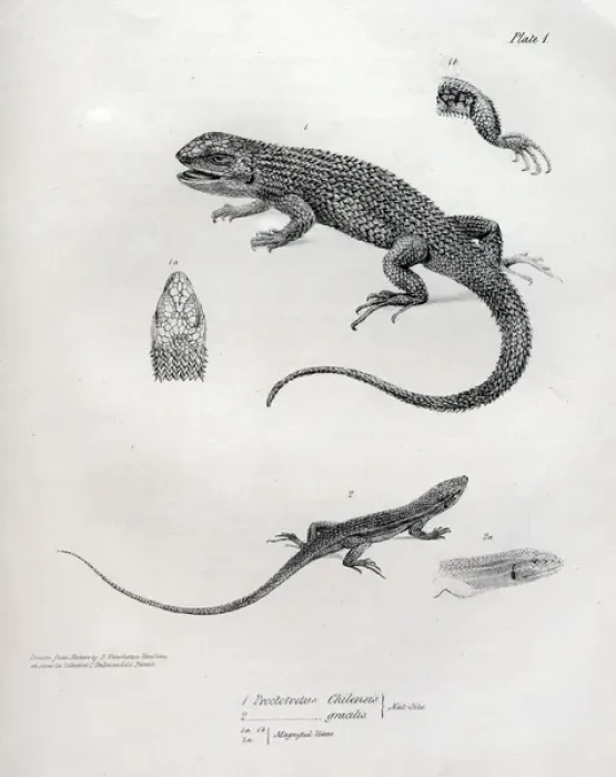 Framed Print : Proctotretus chilensis Framed Print : Proctotretus chilensis