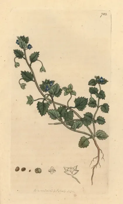 Framed Print : Procumbent speedwell, Veronica agrestis Framed Print : Procumbent speedwell, Veronica agrestis