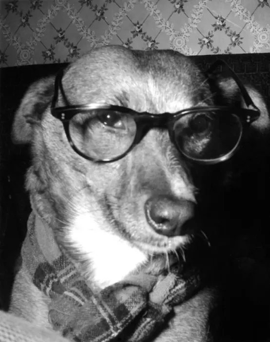 Framed Print : Professor Dog Framed Print : Professor Dog