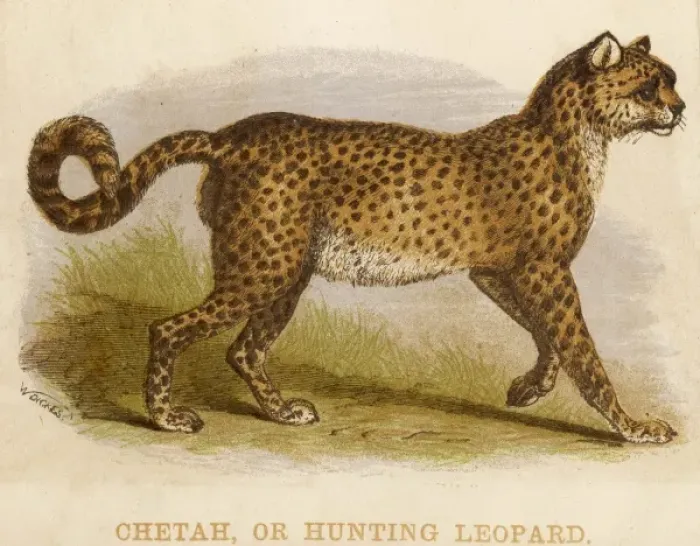 Framed Print : Profile of a Cheetah Framed Print : Profile of a Cheetah