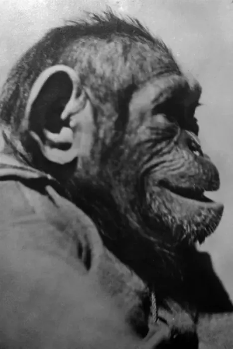 Framed Print : Profile of a Chimpanzee Framed Print : Profile of a Chimpanzee