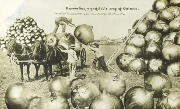 Framed Print : A profitable crop of Onions grown in Canada Framed Print : A profitable crop of Onions grown in Canada