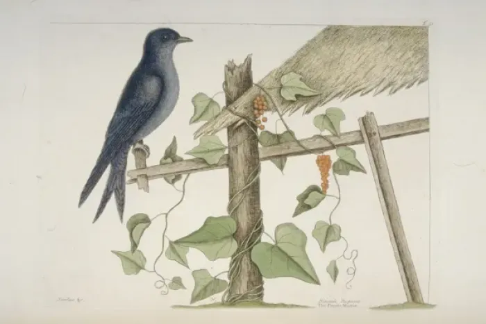 Framed Print : Progne subis, purple martin Framed Print : Progne subis, purple martin