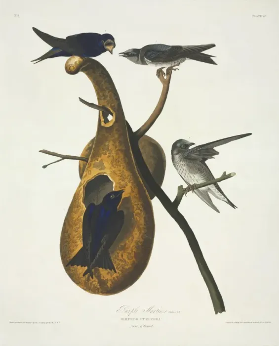 Framed Print : Progne subis, purple martin Framed Print : Progne subis, purple martin