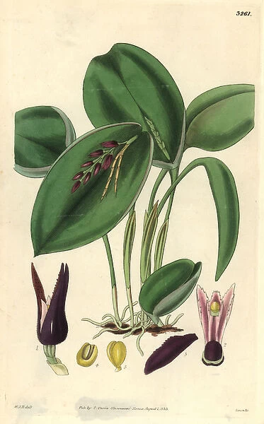 Proliferous pleurothallis orchid, Pleurothallis