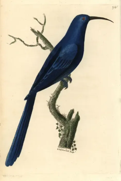 Framed Print : Promerops caeruleus, Blue promerops Framed Print : Promerops caeruleus, Blue promerops