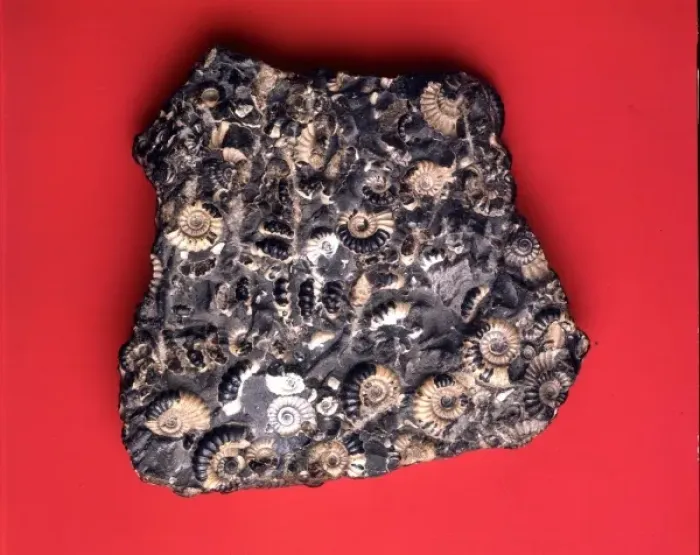 Framed Print : Promicroceras planicost, jurassic ammonites Framed Print : Promicroceras planicost, jurassic ammonites