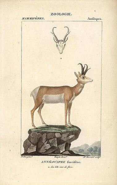 Pronghorn, Antilocapra americana