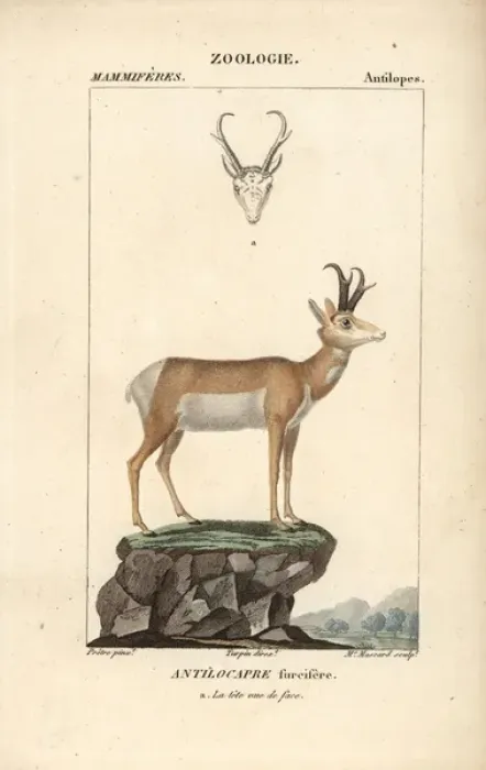 Framed Print : Pronghorn, Antilocapra americana Framed Print : Pronghorn, Antilocapra americana