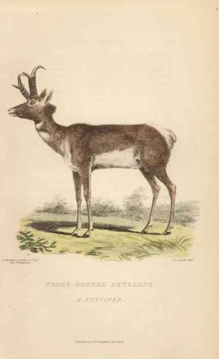 Framed Print : Pronghorn, Antilocapra americana Framed Print : Pronghorn, Antilocapra americana