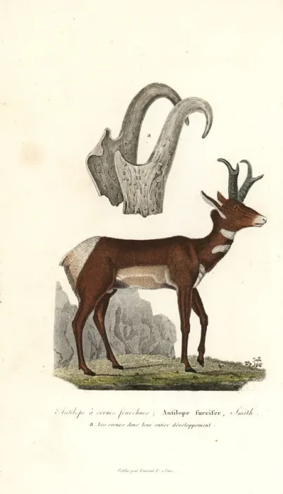 Framed Print : Pronghorn or prong-horned antelope, Antilocapra americana Framed Print : Pronghorn or prong-horned antelope, Antilocapra americana