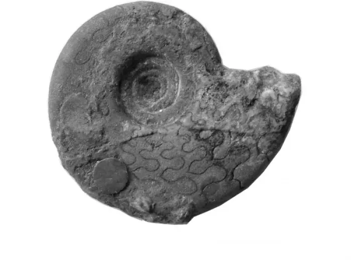 Framed Print : Pronorites cyclolobus, ammonoid Framed Print : Pronorites cyclolobus, ammonoid