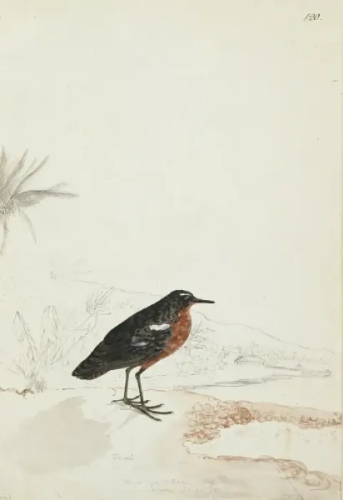 Framed Print : Prosobonia leucoptera, Tahiti sandpiper Framed Print : Prosobonia leucoptera, Tahiti sandpiper