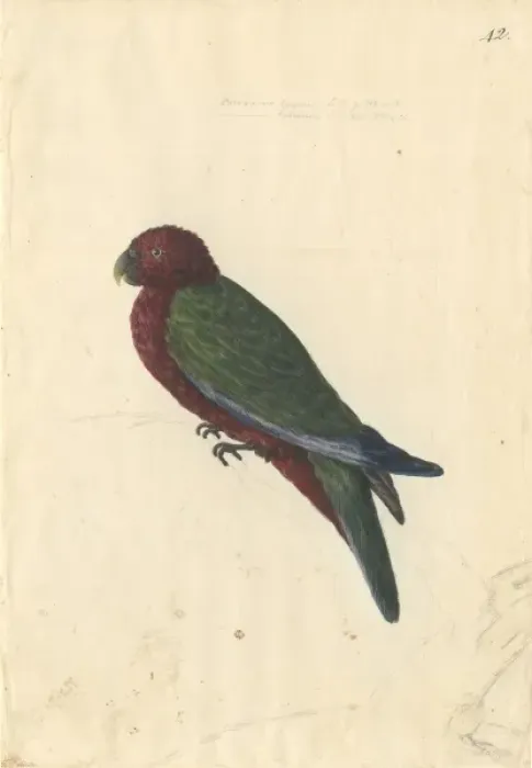 Framed Print : Prosopeia tabuensis, red shining parrot Framed Print : Prosopeia tabuensis, red shining parrot