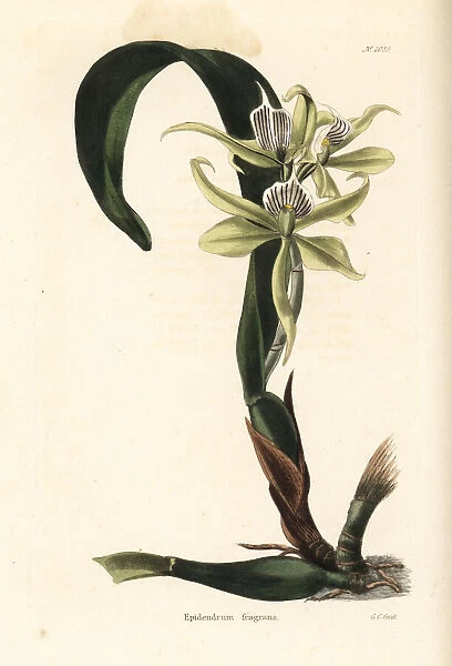 Prosthechea fragrans orchid