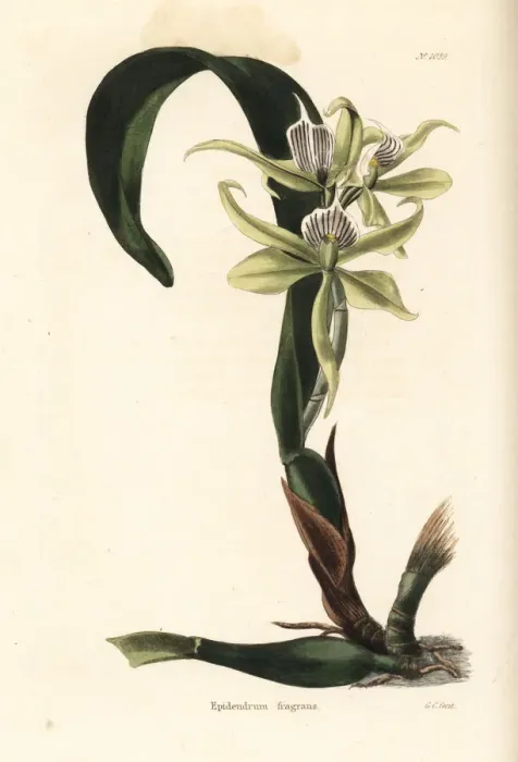Framed Print : Prosthechea fragrans orchid Framed Print : Prosthechea fragrans orchid