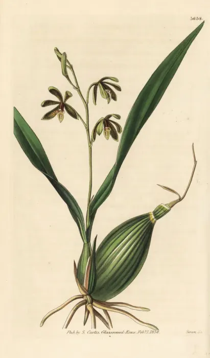 Framed Print : Prosthechea livida orchid Framed Print : Prosthechea livida orchid