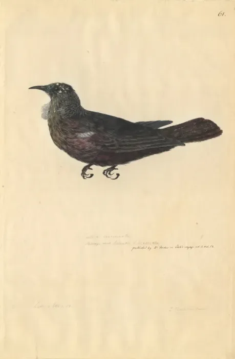 Framed Print : Prosthemadera noveseelandiae, tui Framed Print : Prosthemadera noveseelandiae, tui