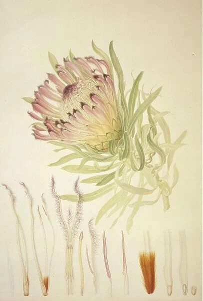 Protea burchellii, Burchells protea