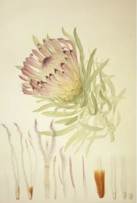 Framed Print : Protea burchellii, Burchells protea Framed Print : Protea burchellii, Burchells protea