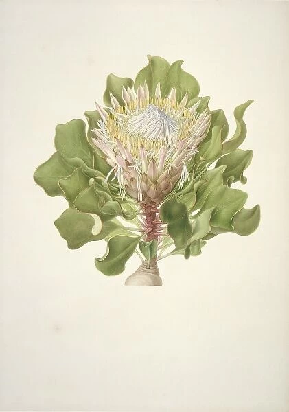 Protea cynaroides, King protea