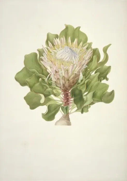 Framed Print : Protea cynaroides, King protea Framed Print : Protea cynaroides, King protea