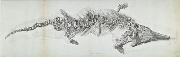 Framed Print : Proteosaurus, an ichthyosaur Framed Print : Proteosaurus, an ichthyosaur