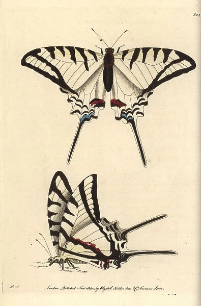 Protesilaus butterfly, Protesilaus protesilaus