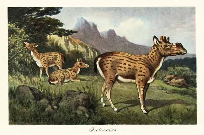 Framed Print : Protoceras, extinct genus of Artiodactyla Framed Print : Protoceras, extinct genus of Artiodactyla