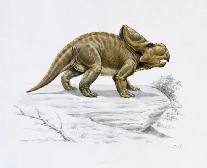 Framed Print : Protoceratops Framed Print : Protoceratops