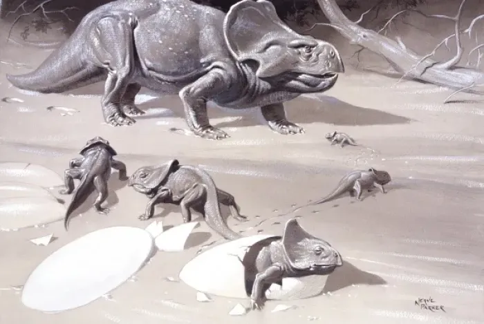 Framed Print : Protoceratops Framed Print : Protoceratops