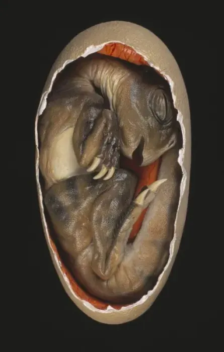 Framed Print : Protoceratops embryo Framed Print : Protoceratops embryo
