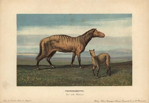 Protorohippus or orohippus, extinct ancestor