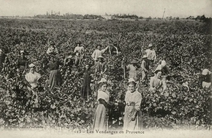 Framed Print : PROVENCE GRAPE HARVEST Framed Print : PROVENCE GRAPE HARVEST