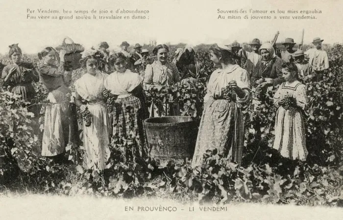 Framed Print : PROVENCE HARVEST (2) Framed Print : PROVENCE HARVEST (2)